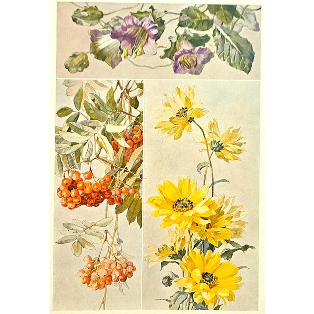 1900 French Art Nouveau Botanical Lithograph-Studies of Flowers For Sale - Image 4 of 4