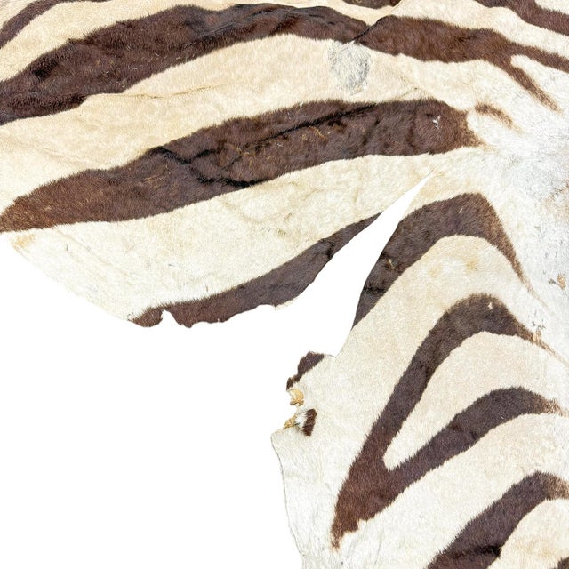 Vintage Zebra Hide Rug, 1950s For Sale - Image 4 of 8