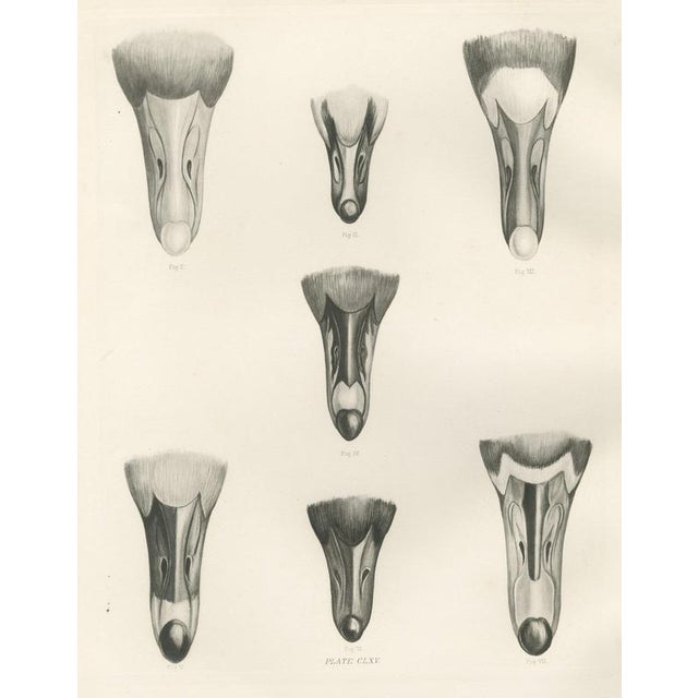 After Lilian Medland, Heads of the Wild Geese, 1909, Print For Sale - Image 12 of 12