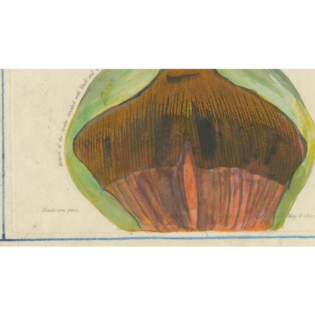 After Peter Henderson, Dragon Arum, Poisonous Plant, 1802, Engraving For Sale - Image 6 of 10