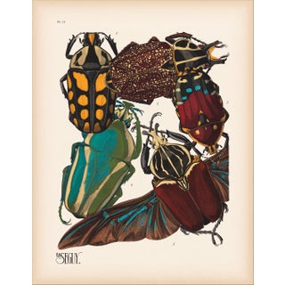 Insects Plate 11 Giclee Reproduction Art Print After Emile Allain Séguy For Sale