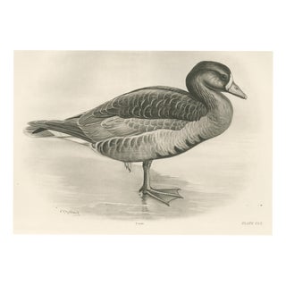 After Lilian Medland, Grey Goose, 1909, Print For Sale
