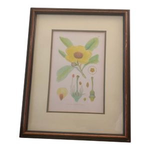 Antique Botanical Framed Print #140 Gordonia. Antique Framed Botanical Illustration of a Gordonia (Franklinia) Flower.