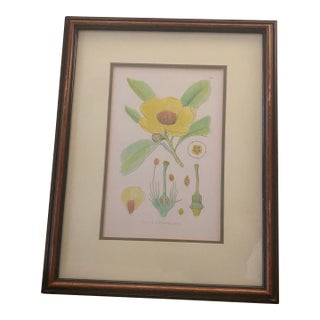 Mid-Century Framed Mark Catesby "Gordonia Loblolly Bay" Botanical Print, Coffey & Thompson For Sale
