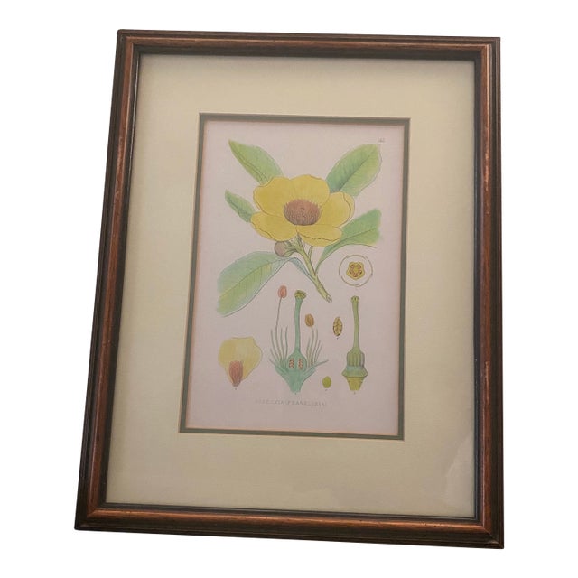 Mid-Century Framed Mark Catesby "Gordonia Loblolly Bay" Botanical Print, Coffey & Thompson For Sale