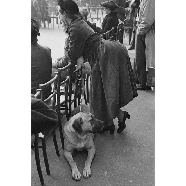 Dog And Owner At Crufts A mastiff type dog and its owner at Crufts dog show, held at the Grand Hall, Olympia, London,...
