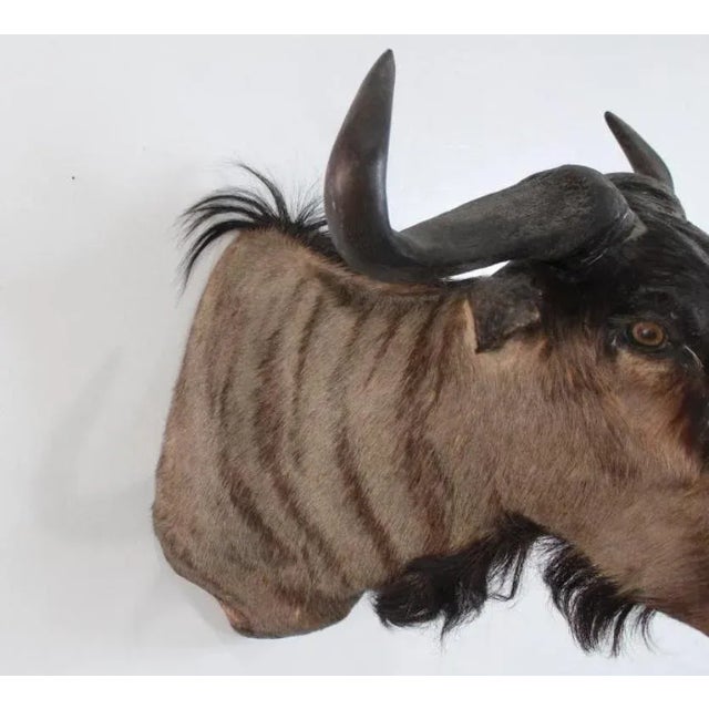 1950s African Wildebeast Head Bust For Sale - Image 10 of 12