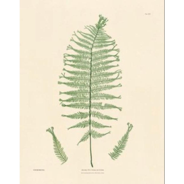 This is a set of 2 Giclée reproductions of Bradbury's Nature Printed Ferns. This series is printed on acid free cotton rag...