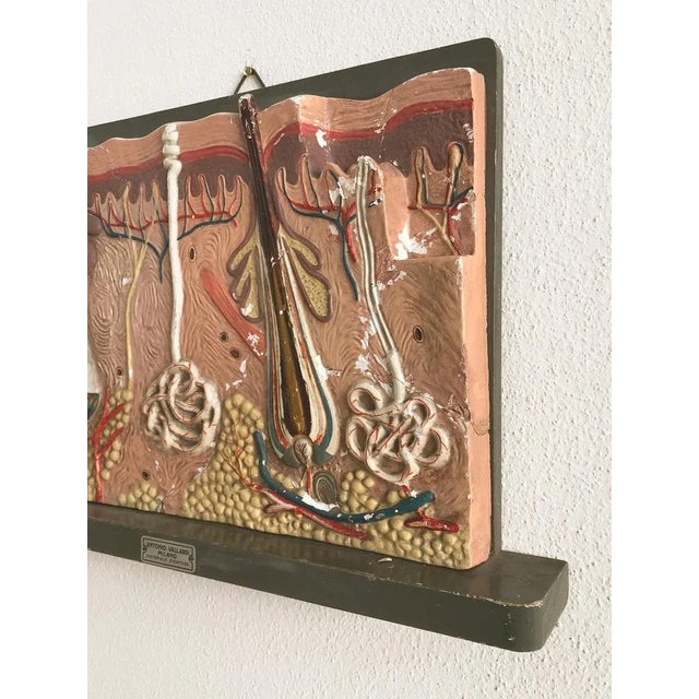 Italian Anatomical Panel, 1950s, in Good conditions. Designed 1950 to 1959 This piece has an attribution mark, I am sure...