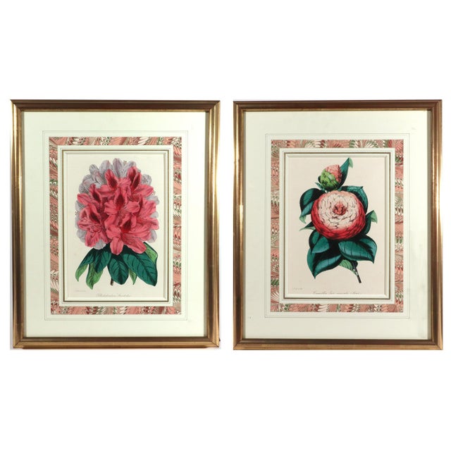 Pair of Botanical Prints from Paxton’s Magazine of Botany: Rhododendron standishii and Camellia japonica miniata (Low’s)...