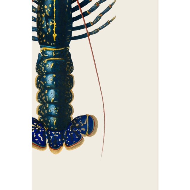 Paper Crimson Crawfish Antique Illustration, Vintage Marine Art Print Reproduction, 24″ × 36″ For Sale - Image 7 of 8