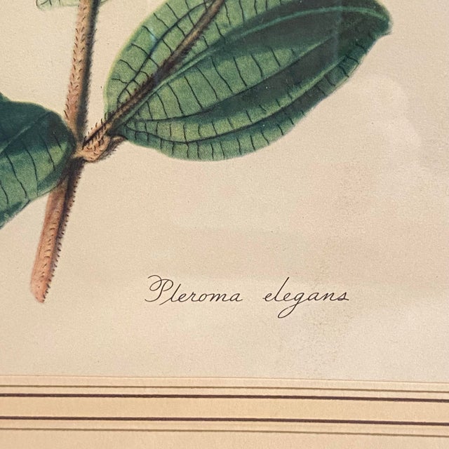 Traditional Antique Framed Offset Botanical Lithograph by Louis Van Houtte, Plerma Elegans For Sale - Image 3 of 4