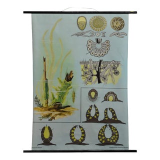 Vintage Spongillidae Pull-Down Wall Chart Poster by Jung Koch Quentell For Sale