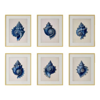 Set of 6 – Blue and White Conch Shells Collection | Coastal Natural History Fine Art Prints For Sale