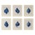 Set of 6 – Blue and White Conch Shells Collection | Coastal Natural History Fine Art Prints For Sale