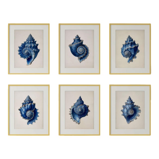 Set of 6 – Blue Conch Shells Collection | Coastal Natural History Fine Art Prints For Sale