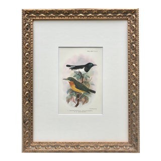 Antique Color Lithograph of Birds C. 1906 Ornithological Print For Sale