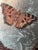 1960s Monarch Butterflies on Silver Chromolithograph Framed For Sale In Miami - Image 6 of 6