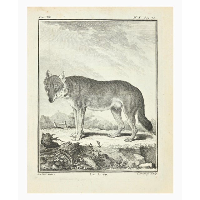 Le Loup is an etching realized by Jean Charles Baquoy in 1771. It belongs to the suite "Histoire Naturelle de Buffon". The...