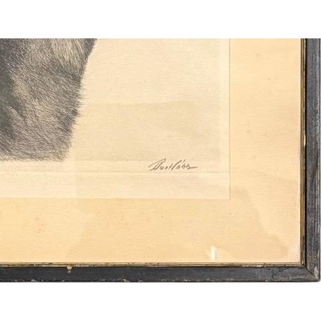 Limited Edition Bert Cobb Signed Drypoint Etching German Shepherd Luchs 33 of 75 For Sale - Image 12 of 12