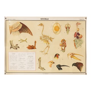 Educational Poster Depicting Birds from G.B. Paravia Torino, 1959 For Sale