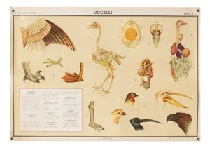 Educational Poster Depicting Birds from G.B. Paravia Torino, 1959