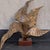 This is a large mid-century modern brutalist brass fern sculpture on a wood base. It appears to be a very nice torch cut...