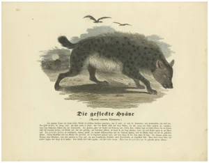 Zimmerman, The Spotted Hyena, Hand-Colored Zoological Print, 1840