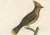 Louis Jean Pierre Vieillot, Cedar Waxwing, Original Handcolored Print For Sale - Image 5 of 6