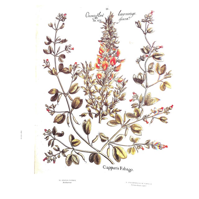 "The Garden at Eichstatt: The Book of Plants" 2000 Besler, Basilius For Sale - Image 4 of 9