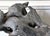 Extraordinary Chinese Taihu Scholar Stone Rare Form on Display Stand For Sale - Image 4 of 18