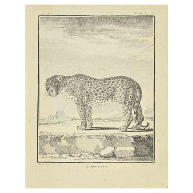 Jean Charles Baquoy, Le Leopard, Etching, 1771 For Sale