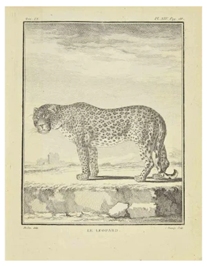 Jean Charles Baquoy, Le Leopard, Etching, 1771