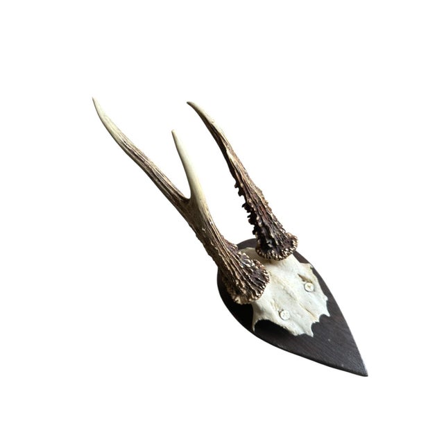 Roe deer trophy mounted on wood plaque. A roe deer is a small deer found in Europe.