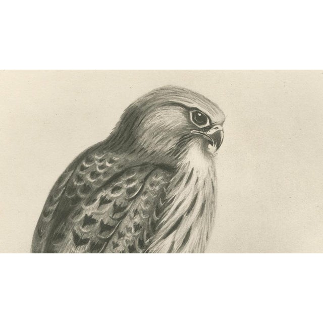 Gold Lilian M. Medland, Common Kestrel, 1908, Monochrome Ornithological Plate For Sale - Image 8 of 9