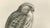 Gold Lilian M. Medland, Common Kestrel, 1908, Monochrome Ornithological Plate For Sale - Image 8 of 9