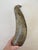 Antique July 1851 Scrimshaw Powder Horn 14" Engraved Sailing Boats, Hunting Dog & Rifle, Flying Birds Compass and Hearts Marked N.Newell For Sale - Image 10 of 10