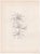 Georges Braque (1885-1954) Sunflower (front) and Daisies (back) Two Original Lithographs Year: 1955 Printer: Mourlot...