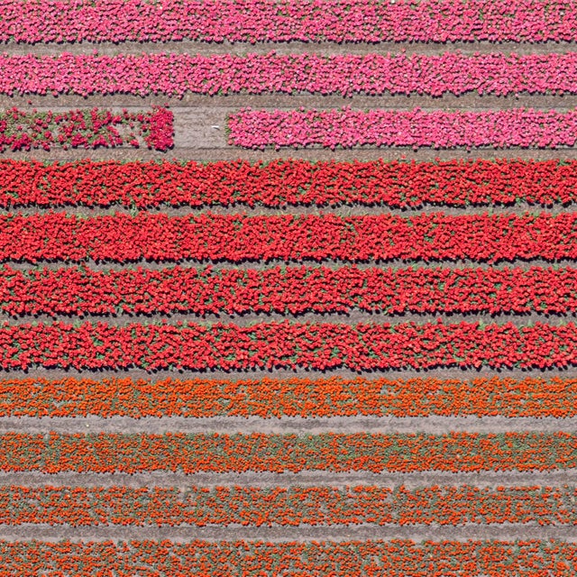 AV_Tulip_Fields_035" Contemporary Aerial View Limited Edition Photograph by Bernhard Lang For Sale - Image 6 of 10
