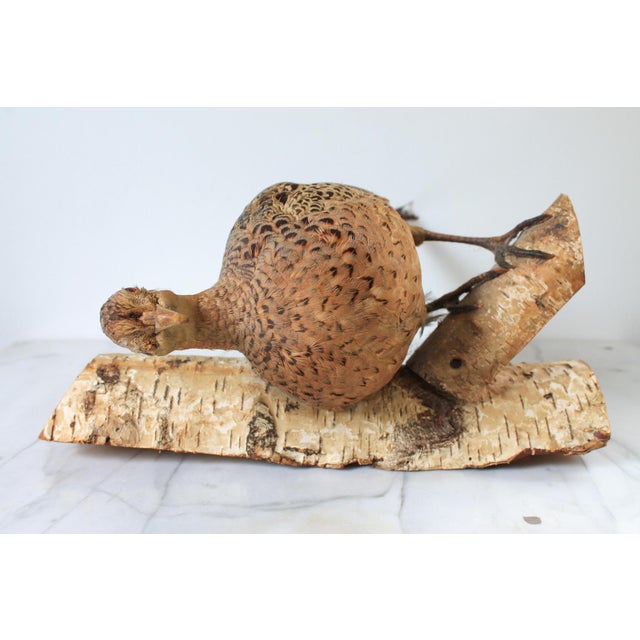Vintage Taxidermy Ringneck Pheasant Mounted on Birchwood For Sale - Image 9 of 11