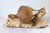 Vintage Taxidermy Ringneck Pheasant Mounted on Birchwood For Sale - Image 9 of 11