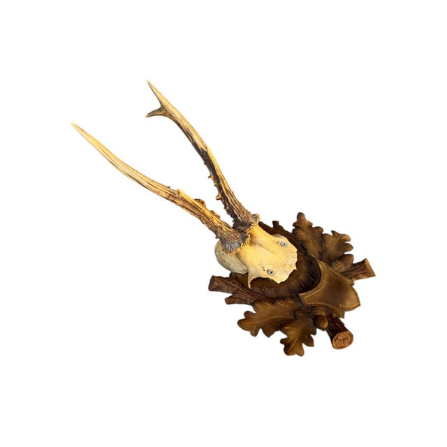 Roe Deer Trophy 65 Black Forest Antlers For Sale - Image 4 of 5