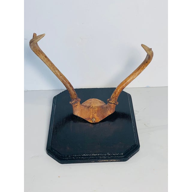 Antique roe deer antlers trophy mounted on wood board. Decorative and collectible