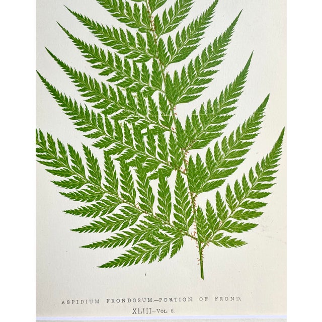 Illustration Antique Botanical Lithograph of a Fern Print by Edward J. Lowe London c.1867 For Sale - Image 3 of 7