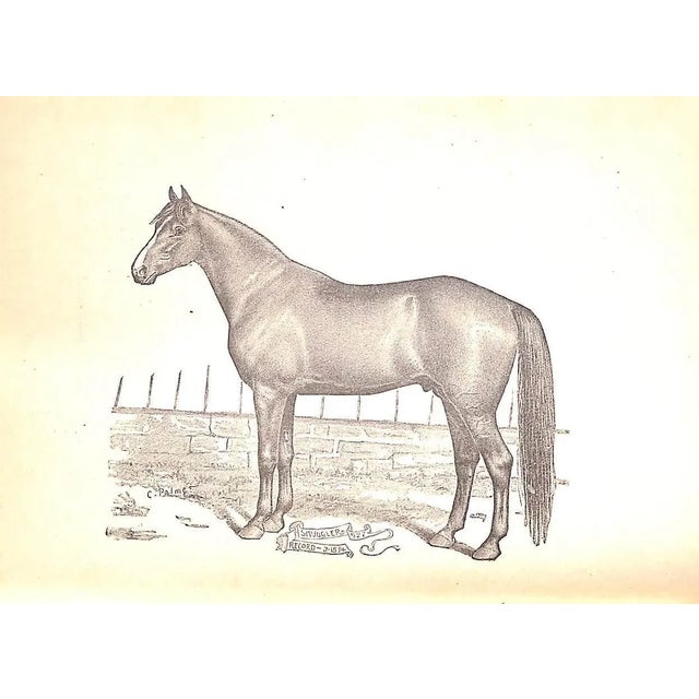 Paper "Training the Trotting Horse" 1891 Marvin, Charles For Sale - Image 7 of 10