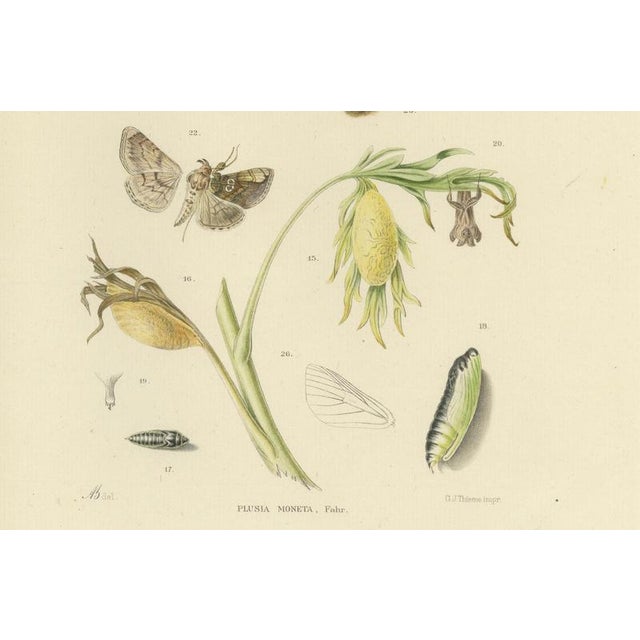 Sepp & Brants, Dutch Plusia Moneta Moths, 1908, Paper, Set of 2 For Sale - Image 6 of 9