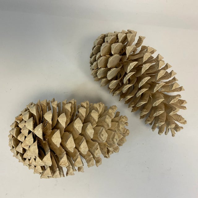 Boho Chic Vintage Arts & Crafts Farmhouse Americana Bleached Pinecones - A Pair, Thanksgiving For Sale - Image 3 of 11