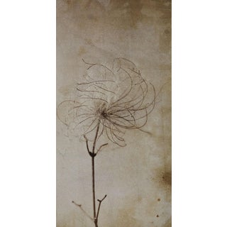 Vintage Early Scientific Botanical Gelatin Photograph For Sale