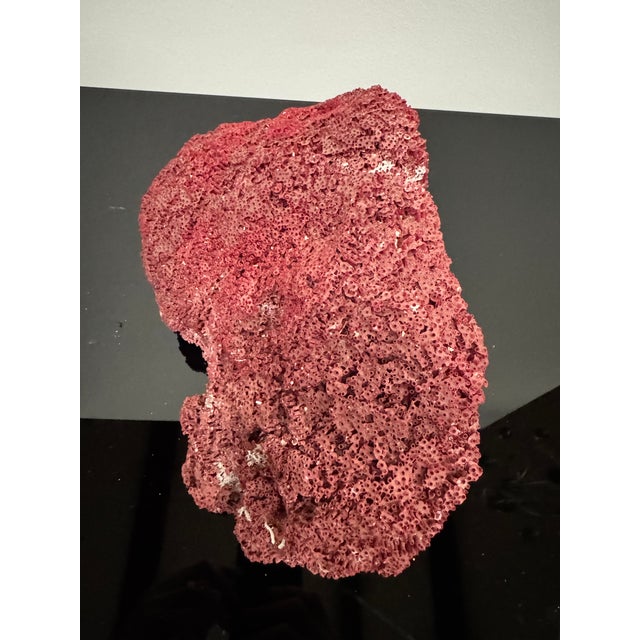 Coastal Large Specimen of Red Pipe Organ Coral For Sale - Image 3 of 9