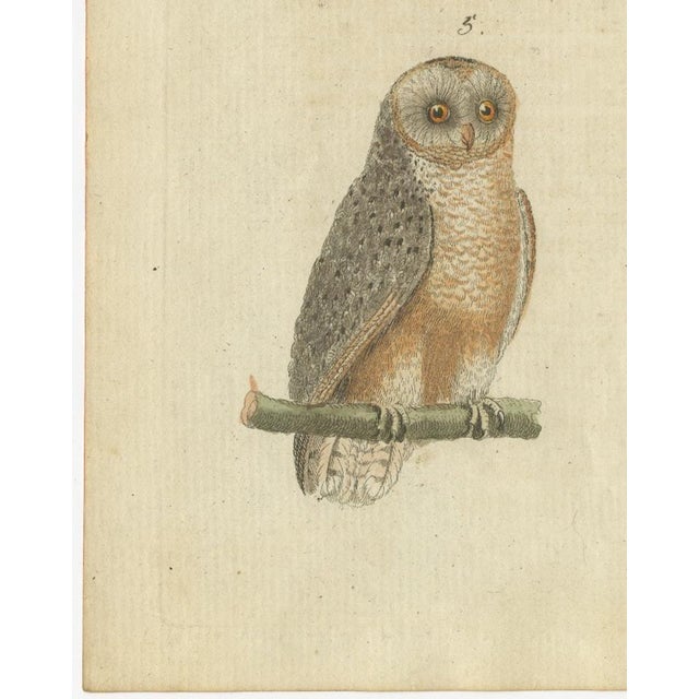 European Owls, 1800, Print on Paper For Sale - Image 3 of 12